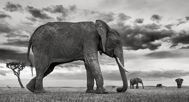 How To Find And Choose The Perfect Black And White Elephant Print Art Photography Gallery Gadcollection Paris