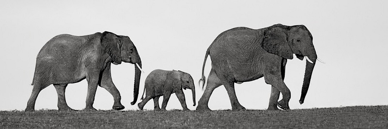 How to find and choose the perfect black and white elephant print - Art  Photography