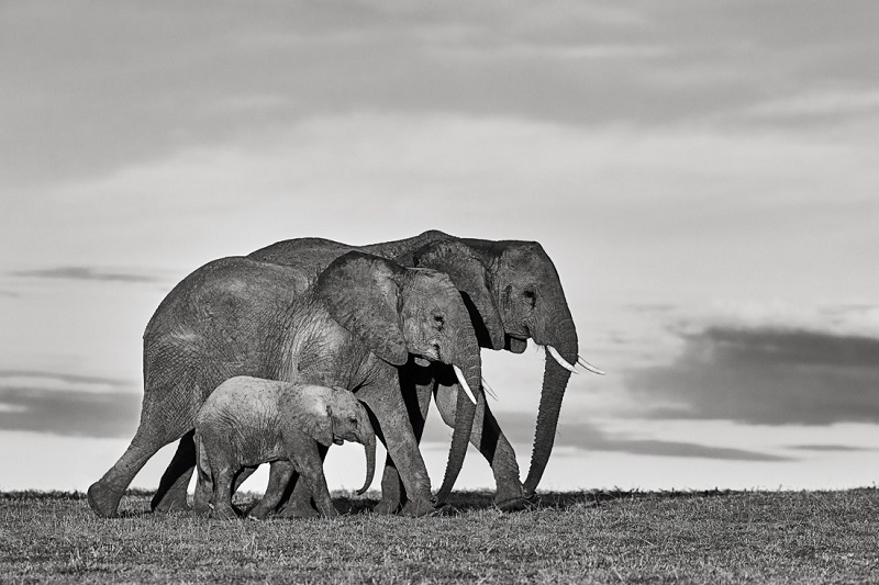 How To Find And Choose The Perfect Black And White Elephant Print Art Photography Gallery Gadcollection Paris