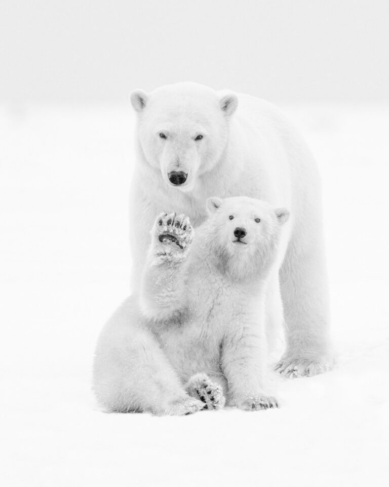 Polar animal photography