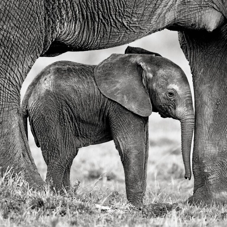 Trouver et choisir une photographie d’éléphant en noir et blanc