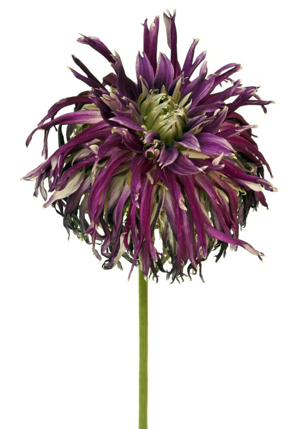 Dahlia Kenora Macob