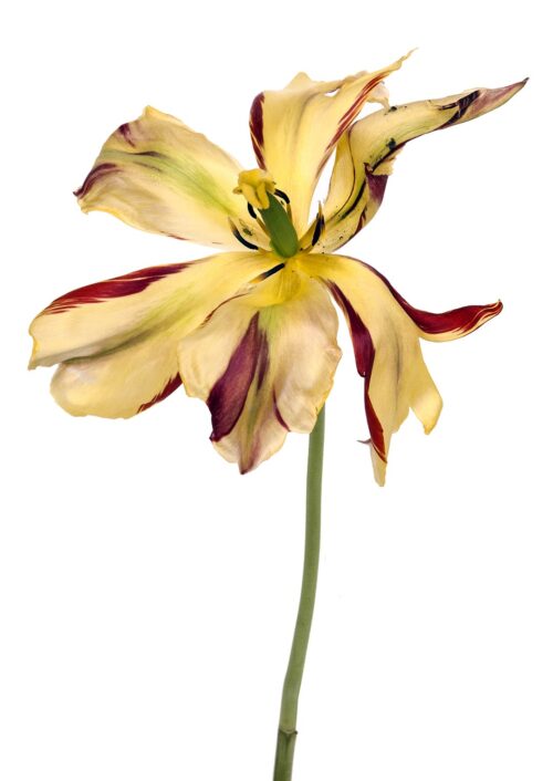 Tulipe Striped Bellona