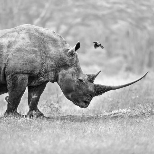 Rhino & birds