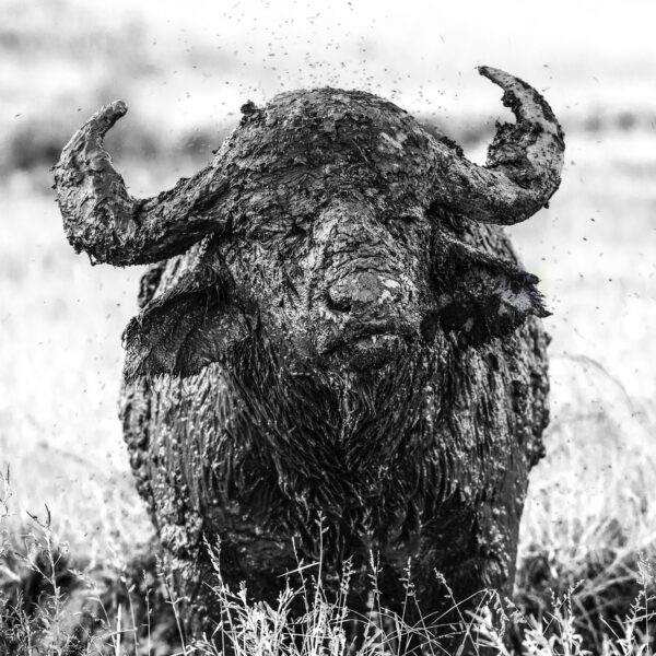 Wild buffalo