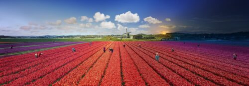 Tulips, Bergen, The Netherlands