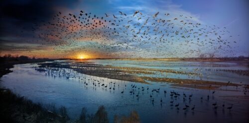 Rowe Sanctuary, Nebraska