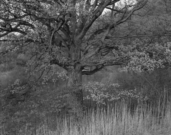Oak Tree, 1970