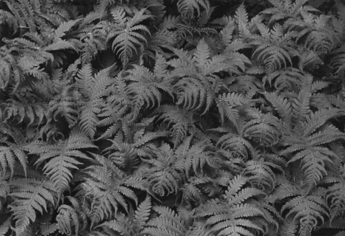 Ferns, 1971