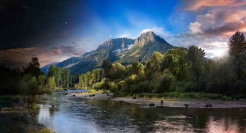 Grizzly Bears, Bella Coola, British Columbia, Canada