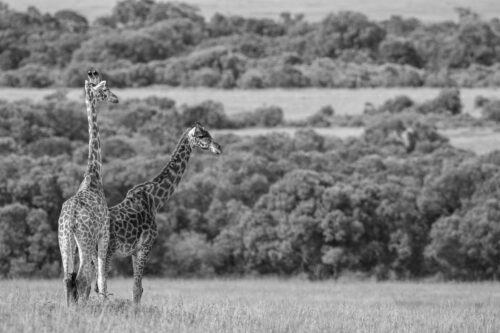 2 Girafes in Massai Mara