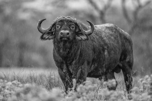 Buffalo in the rain