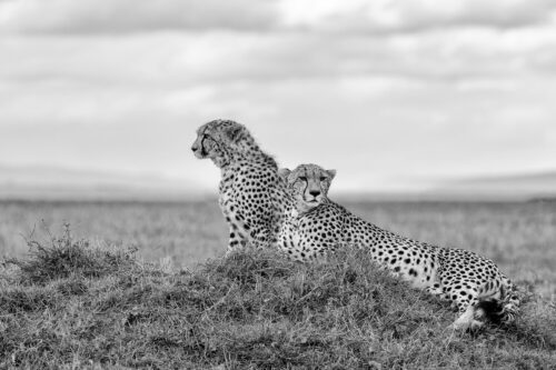 Cheetahs resting