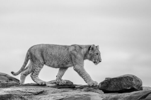 Cub on stones