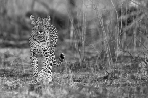 Leopard in the bush