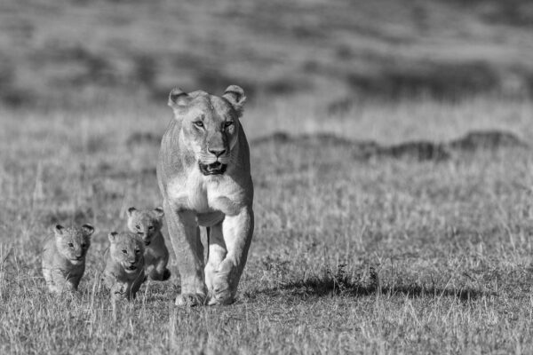 Lioness with 3 cubs