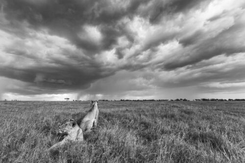 Lions under storm