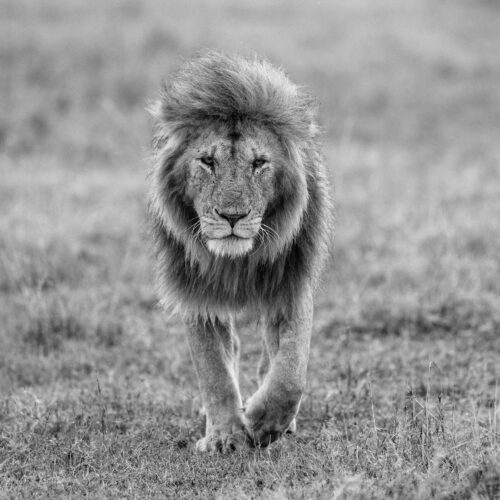 Lion walking in a savannah