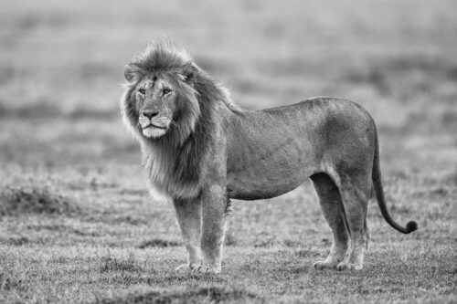 Male lion standing after rain