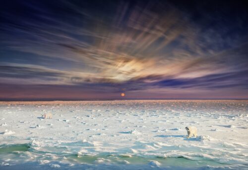 Polar Bears - Ours Polaires, Churchill, Manitoba, 2019