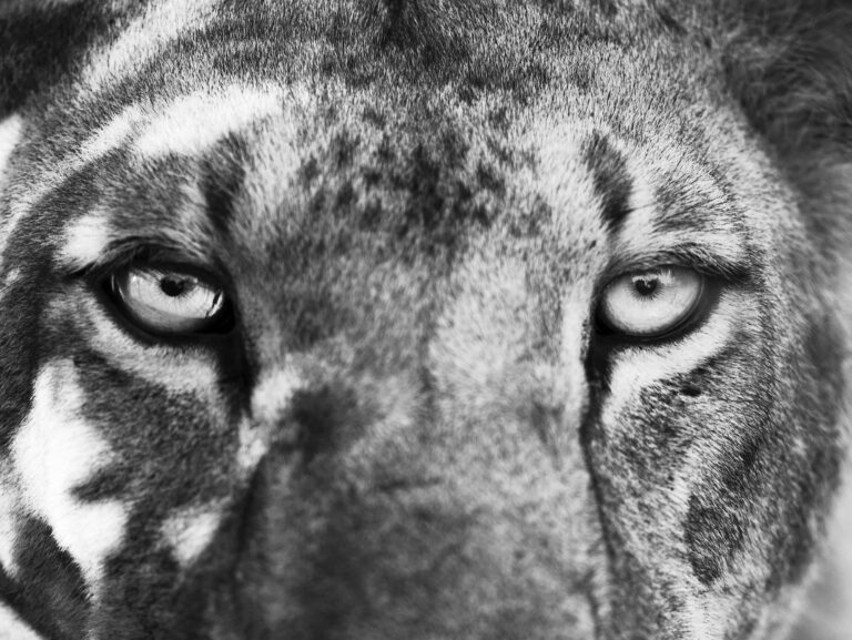 Catalogue Kyriakos KAZIRAS | African Panthera | 24 juin – 31 juillet 2021