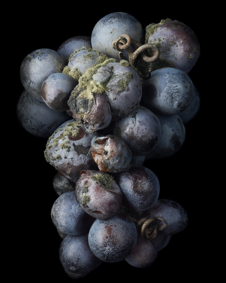 Noble Rot: When Decay becomes Art