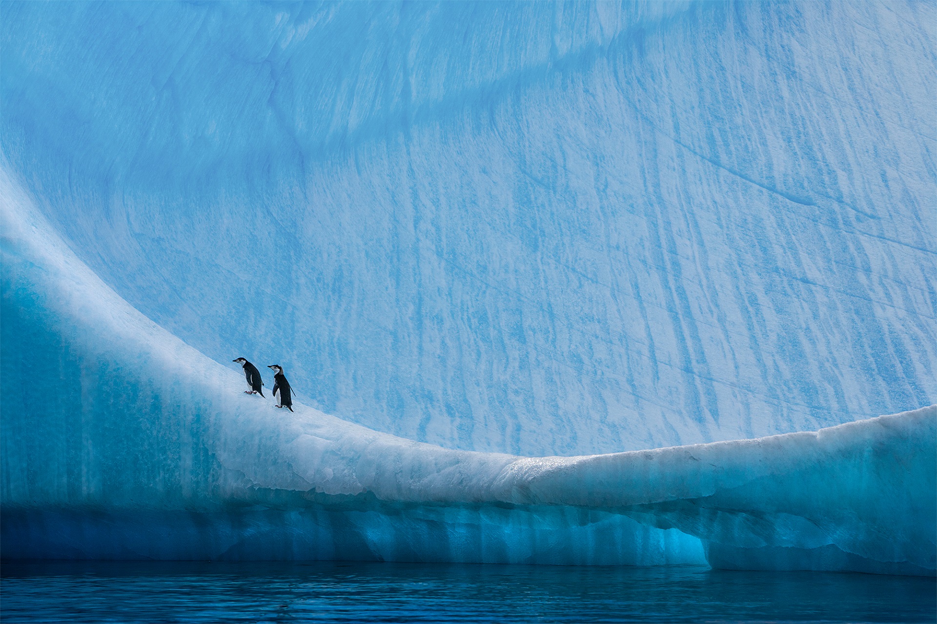 Paul-Nicklen-two-penguins-pengouin-print