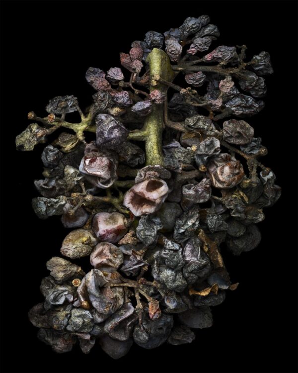 Peter Lippmann - Noble Rot 12