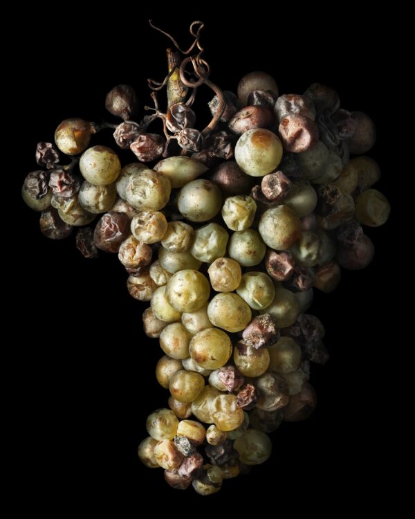 Peter Lippmann - Noble Rot 19