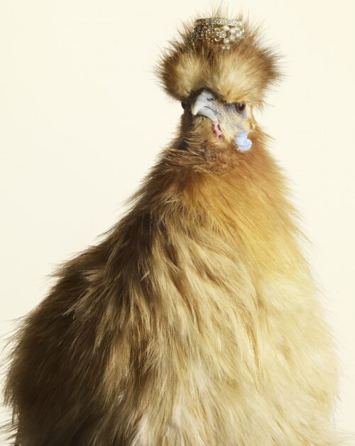 Peter LIPPMANN - Poules de Luxe - Rousse