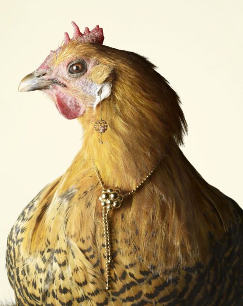 Peter Lippmann - Poules de Luxe - Sabelpoot